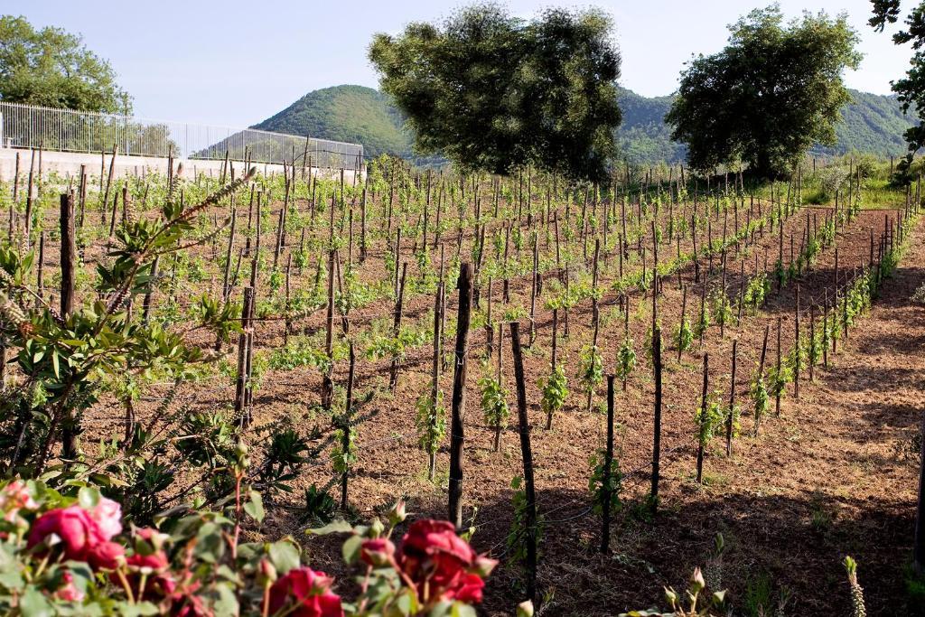 Tenuta D'Amore San Mango Piemonte Esterno foto